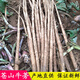 曠古農(nóng)業(yè)牛蒡新鮮5斤蘭陵鮮牛膀蒼山黃金牛蒡根榨汁蔬菜整箱