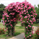 飛沭薔薇花苗安吉拉庭院花園地栽爬藤薔薇植物花卉 安吉拉 50-60厘米高