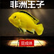 瀚幻三湖慈鯛中大型活體熱帶觀賞魚馬鯛伊巴卡藍(lán)六間非洲王子藍(lán)面財神 非洲王子13-15cn1條