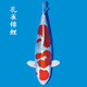 獅灣 錦鯉魚(yú)活體日本純種錦鯉魚(yú)苗昭和白寫(xiě)錦鯉魚(yú)觀(guān)賞魚(yú)紅白丹頂大正 孔雀錦鯉一條 12-14cm