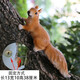 慧祥 戶外園林幼兒園擺件花園庭院裝飾品仿真動(dòng)物樹脂小松鼠擺件 款2松鼠