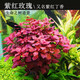 紅色水草系列大全紅草陰性紫紅玫瑰丁香紅宮廷水下葉品種齊全多樣 紫紅玫瑰15棵