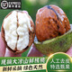 小筑傾橙【順豐快遞】四川大涼山濕核桃鮮核桃去青皮生核桃薄皮孕婦水果 精選5斤去皮薄殼核桃【配夾子】