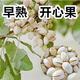 開(kāi)心果苗南北方種植果苗當(dāng)年結(jié)果開(kāi)心果樹(shù)苗盆栽地栽 早熟 二年苗結(jié)果率少