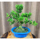 小葉雀舌黃楊盆景樹樁黃楊盆栽 名貴老樁樹苗 皺皮室內(nèi)造型熟樁 造型黃楊30-35cm 含盆-品質(zhì)發(fā)貨