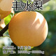姬緣希嫁接梨樹(shù)苗皇冠梨果樹(shù)苗南北方種植庭院地栽秋月梨樹(shù)果苗當年結果 豐水梨 8年苗【精選苗結果多】