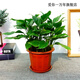 綠有意萬(wàn)年青盆栽植物室內大型綠植吸甲醛凈化空氣四季常青大葉金鉆好養 【凈化高手】萬(wàn)年青30-40cm8-10 含盆
