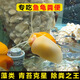 黃金除藻螺冷水淡水螺魚(yú)缸工具螺螺吃魚(yú)糞龜糞擦玻璃吃青苔的神器 黃金螺5-7厘米種螺4只
