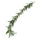 威廉農(nóng)場迷迭香新鮮香料西餐香料新鮮食用香草  Rosemary round 50g 紅色 50g