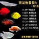 樂(lè)淘逸寵樂(lè)淘逸寵鸚鵡魚(yú)地圖戰(zhàn)船魚(yú)紅尾皇冠財(cái)神淡水熱帶觀賞魚(yú)活體 銀龍?zhí)撞虯發(fā)順豐
