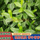 茶葉樹(shù)苗春茶四季茶樹(shù)白茶種植龍井北方老樹(shù)樁綠茶正宗南方碧螺春 白茶4年苗一顆