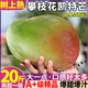 精品20斤四川攀枝花凱特芒超大芒果新鮮當季水果整箱熱帶甜10 9000g A+級【精品果王丨單果700-900g】超甜爆汁