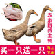 京營(yíng)單只2.2斤左右 農家散養土鴨老鴨肉嫩鴨子草鴨白條鴨麻鴨鴨子整只 現殺新鮮土鴨 實(shí)發(fā)2只
