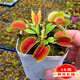 捕蠅草超大苗食人花盆栽苗食蟲(chóng)植物防蚊草多肉植物多肉綠植花卉 矮巨人捕蠅草 中苗4-6厘米 帶盆栽好