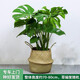 Only you【兩小時(shí)達】散尾葵虎尾蘭天堂鳥(niǎo)盆栽辦公室凈化空氣好養開(kāi)業(yè)喬遷 龜背竹