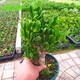 種花迷吸財樹(shù)老樁多肉植物組合盆栽超大顆含盆黃金肉肉招財貓植物玉樹(shù)莊 吸財樹(shù)大粗樁高度30厘米左右 不含盆