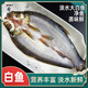 葑門蘇州速發(fā)大白魚蘇州速凍殺好腌鮮冷凍淡水清蒸 1000g 新鮮大白魚500g/條*2條