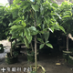 墨耘蒼白蘭花盆栽 白蘭花苗十里飄香白玉蘭花樹(shù)苗黃角蘭 白蘭10年樁【3-4厘米】1.3-1.5米