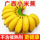 自然熟廣西小米蕉新鮮水果現(xiàn)摘當(dāng)季自然熟青小香蕉非蘋(píng)果蕉西貢蕉 廣西新鮮小米蕉—嘗鮮裝 3斤
