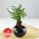 若綠小榆樹(shù)盆景盆栽樹(shù)樁露根微型小樹(shù)樁水陸景觀(guān)綠植源頭直發(fā)包郵 黑色圓球陶瓷盆套裝