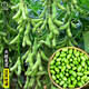 大禹黃豆種子大粒中黃13農(nóng)科院早熟新品種八月大豆毛豆可留種產(chǎn)高夏季 淮鮮豆7號毛豆種子250g 早熟審定