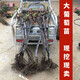 歐博 葡萄樹苗藍(lán)寶石陽光玫瑰苗南北方種植盆栽爬藤地栽帶土易活 葡萄苗品種備注25年苗 原土發(fā)貨