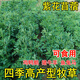 綠達(dá)紫花苜蓿種子多年生牧草種子四季養(yǎng)殖喂羊牛雞鴨鵝草魚牧草種籽 進(jìn)口大葉苜紫花蓿凈籽1斤裝