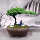 花無(wú)痕 迎客松造型盆栽 辦公桌陽(yáng)臺松柏樹(shù)苗地柏盆栽 庭院常青四季綠植 一手遮天