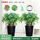 綠韻花田【兩小時(shí)達】步步高發(fā)財樹(shù)盆栽植物室內大型植物客廳開(kāi)業(yè)公司門(mén)口 小步步高發(fā)財樹(shù)一對