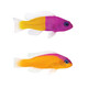興國海（Singoseafarm）紫草莓 雙色草莓 海水觀(guān)賞魚(yú)活體紫天堂定水快遞發(fā)貨包活興國海 雙色草莓3-5cm