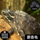 茶巷友名 活體寵物麝懸香龜?shù)褒斝觚斏钏钗稞?2-3cm(冷水飼養(yǎng)) 1只(精心挑選)
