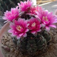 納格蘭緋花玉開(kāi)花仙人類(lèi)稀有多肉花卉盆栽易活 2 23緋花玉直徑5--8厘米 含盆
