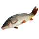 【鯉魚(yú)】大鯉魚(yú)新鮮鮮活鯉魚(yú)大魚(yú)活魚(yú)現殺淡水魚(yú) 一條裝(殺好總重8兩-1.0斤)