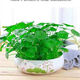 秋穎金錢(qián)草 盆栽銅錢(qián)草水培植物辦公室桌面盆栽金錢(qián)草花卉室內水養綠 紅蜻蜓陶瓷盆+150根芽+彩石+肥