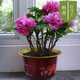 楚恒正宗洛陽(yáng)牡丹花苗大苗盆栽花卉庭院室外陽(yáng)臺植物四季開(kāi)花好養樹(shù)苗 牡丹王10年苗5-8分枝
