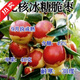 棗樹(shù)苗特大沾化三代冬棗樹(shù)苗矮化盆栽地栽耐寒南北方種植當年結果 無(wú)核冰糖脆棗 十年苗【庭院結果多】一棵裝