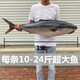大鲅魚(yú)黃獅魚(yú)海魚(yú)青甘魚(yú)新鮮冷凍鮮活水產(chǎn)深海大魚(yú)馬鮫魚(yú)禮盒裝 18-20斤（一條）禮盒裝 黃金鲅