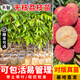 芥圃荔枝苗嫁接苗 官方旗艦 廣西荔枝樹(shù)苗南方種植可長(cháng)10年大樹(shù)果樹(shù)苗 無(wú)核荔枝  【帶土帶葉發(fā)貨】 2年苗 高度：50-70cm