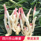 辰實(shí)四川嫩姜【現挖現發(fā)】嫩仔姜新鮮 子姜紅芽姜醋泡姜 5斤四川嫩仔姜【劃算】