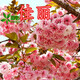 苗彩園藝 櫻花樹(shù)苗日本櫻花苗嫁接櫻花小苗工程綠化樹(shù)苗庭院觀(guān)賞花苗櫻花苗行道樹(shù)苗木風(fēng)景樹(shù)當年開(kāi)花 佳麗櫻 4公分粗【分枝多多】