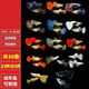 墨之瑤孔雀純種大尾巴熱帶觀(guān)賞魚(yú)淡水冷小型小魚(yú)好養耐活耐養鳳尾活的 全家福大集合N