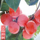 脆柿子樹(shù)苗帶土嫁接大火晶柿子果樹(shù)苗庭院地栽南北方種植當年結果 5年苗當年結果【火晶柿子樹(shù)苗】 81cm【含】-110cm【含】