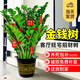 愛優(yōu)尚金錢樹盆栽客廳室內(nèi)大型綠植辦公室盆景搖錢串子喬遷開業(yè)源頭直發(fā)