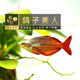 魚官兒電光剛果美人熱帶觀賞魚中大型草缸群游魚活體觀賞魚 鴿子美人2條（4-5cm）
