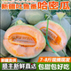 儲褚【順豐直發(fā)】新疆吐魯番哈密瓜 整箱西州蜜 網(wǎng)紋瓜新鮮水果生鮮 7-8斤精選大果2個(gè)裝