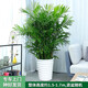 芙洛拉花園【兩小時(shí)達】富貴椰子散尾葵夏威夷竹盆栽大型綠植物花卉室除甲醛 B款夏威夷竹