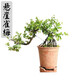 孫凱提根懸崖對節白蠟盆景老樁福建茶雀梅六月雪植物提根懸崖飄枝盆栽 提根懸崖雀梅