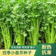 四季小香芹種子秋季盆栽香味濃郁實(shí)心芹菜籽四季可栽種蔬菜種子 精選良品芹菜種子【新種】 1包約999粒