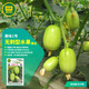 京研黃瓜種子春秋長(zhǎng)黃瓜苗水果白玉女旱秋黃瓜強(qiáng)雌綠心農(nóng)科院蔬菜籽孑 京研美味1號(hào)玉女黃瓜 約20粒