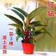 泓之橋紅鉆植物大葉紅金鉆盆栽室內(nèi)凈化空氣綠植吸甲醛花卉好養(yǎng)易活觀葉 大葉紅鉆40-50厘米3顆原盆土 不含盆